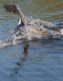 Pelican caught by Alligator