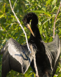 Anhinga preening