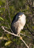 Black Crowned Night Heron