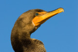 Cormorant head shot
