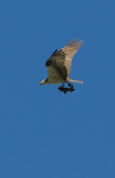 Osprey with catch