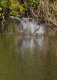 Osprey dive