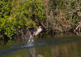 Osprey dive recovery