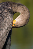 Cormorant preening