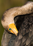 Cormorant preening