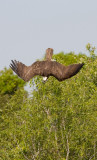 Osprey dive