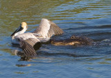 Alligator about to catch a Pelican