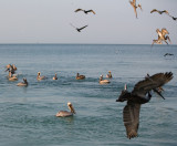 Feeding time