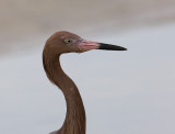 Reddish Egret