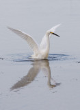 Snowy Egret