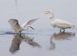 Snowy and Great White Egret - Out of my space