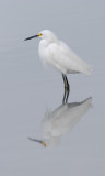 Snowy Egret with reflection
