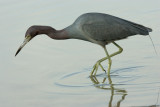 Little Blue Heron