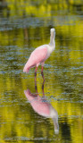 Roseate Spoonbill