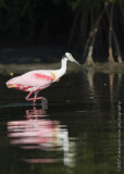 Roseate Spoonbill