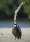 Pelican head throw