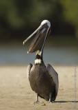 Brown Pelican