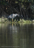 Yellow Crowned Night Heron with breakfast