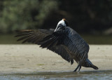 Pelican bow