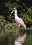 Roseate Spoonbill