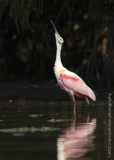 Roseate Spoonbill head throw
