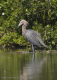 Reddish Egret