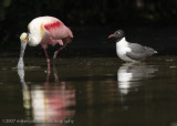 Roseate Spoonbill and Laughing Gull