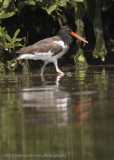 American Oystercatcher