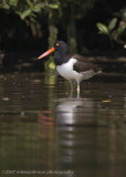 American Oystercatcher