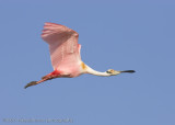 Spoonbill flight shot