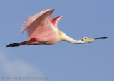 Spoonbill flight shot