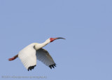 White Ibis flight shot