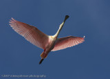 Spoonbill flight shot