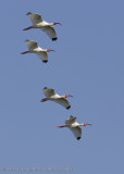 Ibis in flight