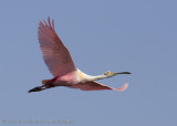 Spoonbill flight shot