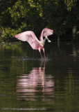 Spoonbill landing