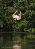 Spoonbill landing