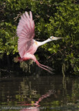 Spoonbill landing