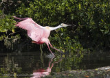 Spoonbill landing