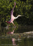 Spoonbill landing