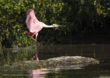 Spoonbill landing