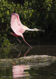 Spoonbill landing