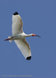 Ibis flight shot