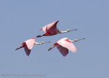 Spoonbills in flight
