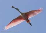 Spoonbill flight shot