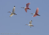 Spoonbills and Ibis in flight