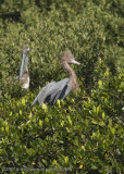 Reddish Egret in tree