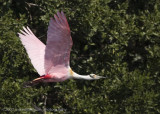 Spoonbill flight shot