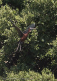 Glossy Ibis flight shot