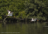 American Oyster Catchers in flight